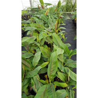 Musa sikkimensis 'Red Tiger' / Bananier du Sikkim