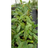 Musa sikkimensis 'Red Tiger' / Bananier du Sikkim