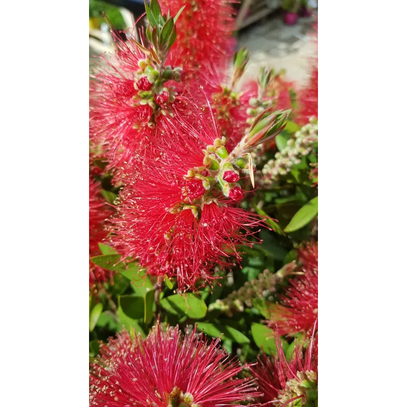 Callistemon laevis / Rince bouteille