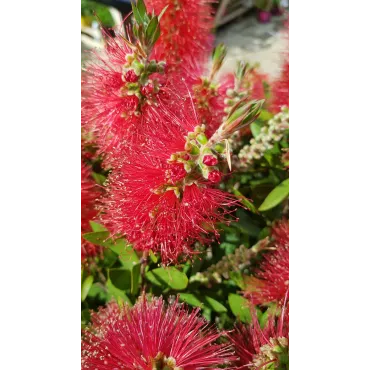 Callistemon laevis / Rince bouteille