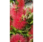 Callistemon laevis / Rince bouteille