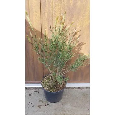 Callistemon rigidus 'Woodlander's Hardy'