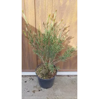 Callistemon rigidus 'Woodlander's Hardy'