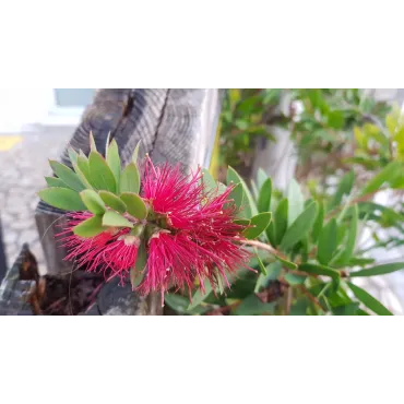 Callistemon viminalis HOT PINK 'Kko1'