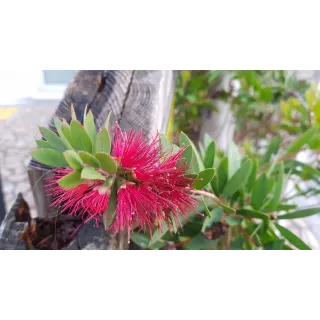 Callistemon viminalis HOT PINK 'Kko1'