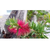 Callistemon viminalis HOT PINK 'Kko1'