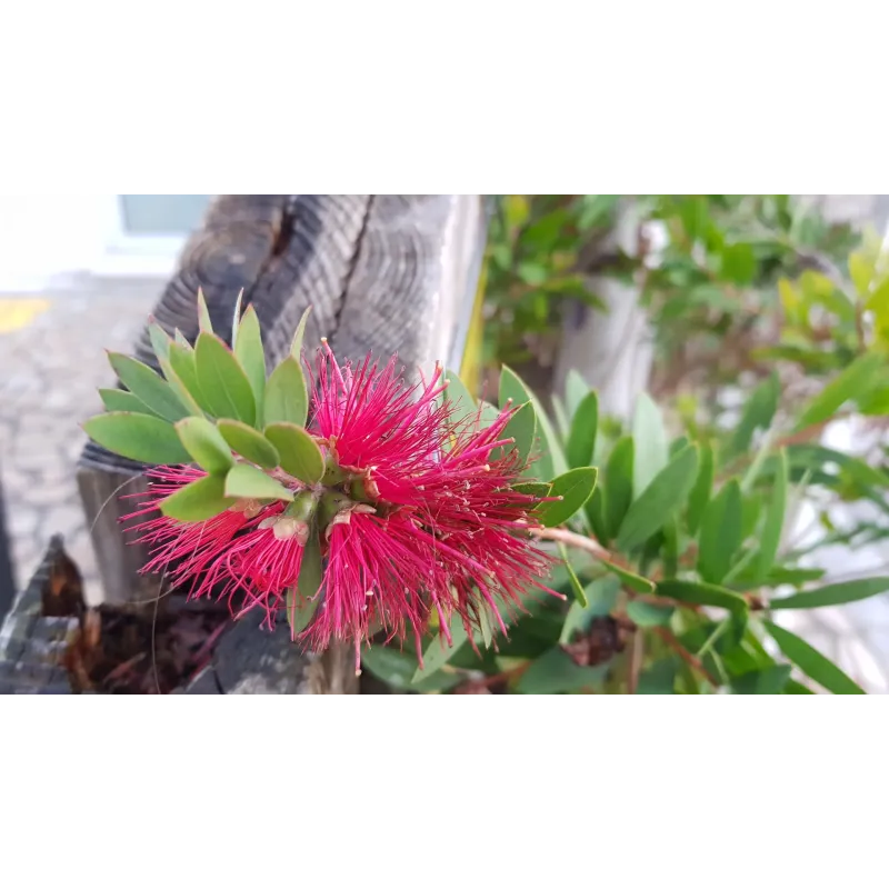 Callistemon viminalis HOT PINK 'Kko1'