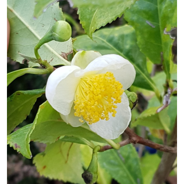 Camellia sinensis 'ThÃ©ojardinÂ®' / ThÃ©ier