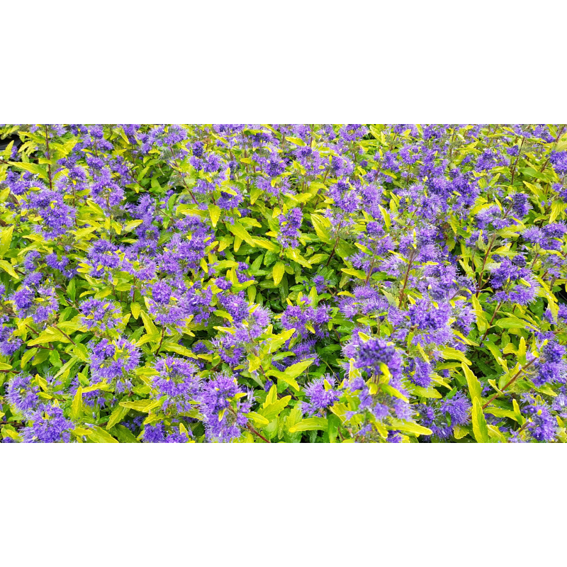 Caryopteris x clandonensis 'Worcester Gold' / SpirÃ©e bleu panachÃ©e