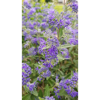 Caryopteris x clandonensis 'Kew Blue' / SpirÃ©e bleu