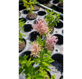 Ceanothus pallidus 'Perle Rose' / Ceanothe Hybride