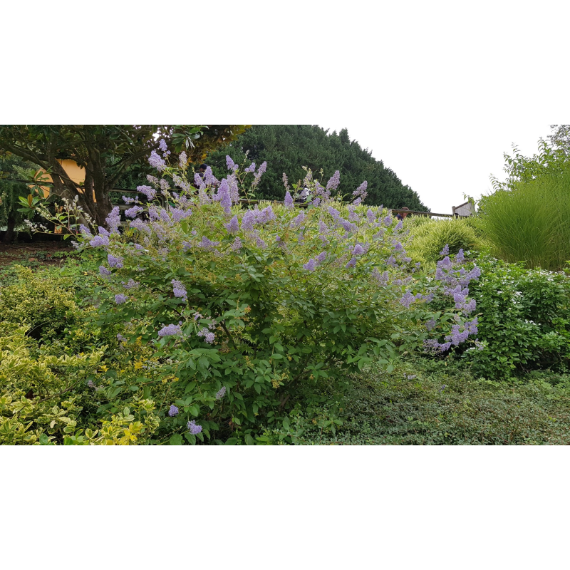 Ceanothus x delilianus 'Gloire de Versailles' / Ceanothe Hybride