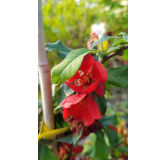 Chaenomeles x superba 'Crimson and Gold' / Cognassier du Japon rouge