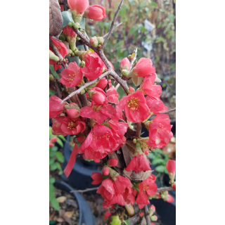 Chaenomeles speciosa 'Falconnet Charlet' / Cognassier du Japon rose saumon