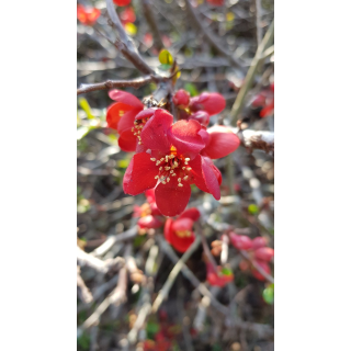 Chaenomeles speciosa 'Rubra' / Cognassier du Japon rouge