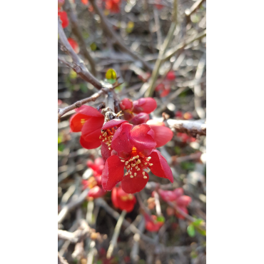 Chaenomeles speciosa 'Rubra Grandiflora' / Cognassier du Japon rouge