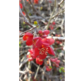 Chaenomeles speciosa 'Rubra Grandiflora' / Cognassier du Japon rouge