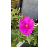 Cistus pulverulentus 'Sunset' / Ciste pulvÃ©rulent