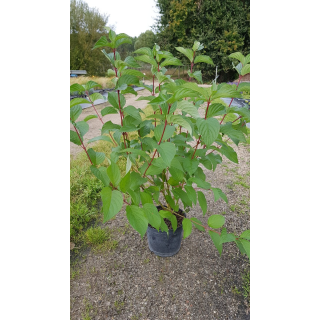 Cornus alba / Cornouiller blanc Ã  bois rouge