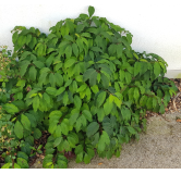 Cornus sericea 'Kelseyi' / Cornouiller stolonifÃ¨re