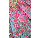 Cornus alba BATON ROUGEÂ® 'Minbat' / Cornouiller blanc Ã  bois rouge