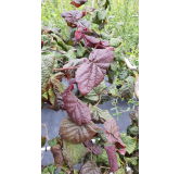 Corylus avellana 'Red Majestic'Â® / Noisetier tortueux pourpre