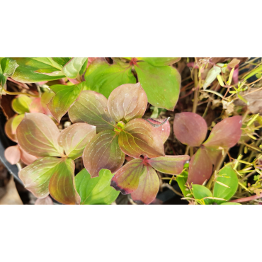 Cornus canadensis / Cornouiller du Canada tapissant