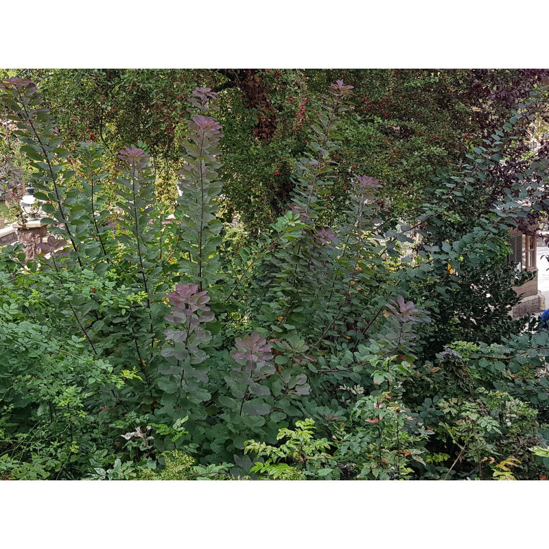 Cotinus coggygria / Arbre Ã  perruque