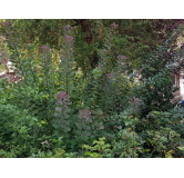 Cotinus coggygria / Arbre Ã  perruque