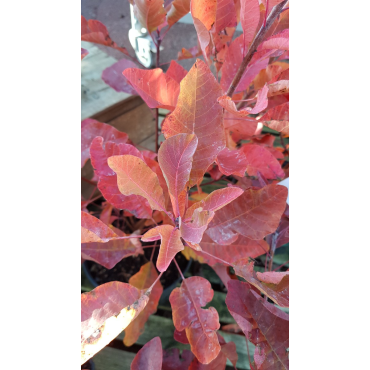 Cotinus coggygria 'Old Fashioned'Â® / Arbre Ã  perruque