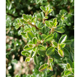 Cotoneaster microphyllus / Cotoneaster Ã  petites feuilles