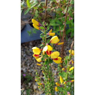 Cytisus scoparius 'Andreanus' / GenÃªt Ã  Balais