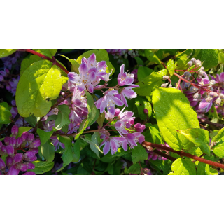 Deutzia x hybrida 'Perle rose' / Deutzie Ã  fleurs roses