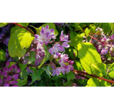 Deutzia x hybrida 'Perle rose' / Deutzie Ã  fleurs roses