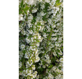 Deutzia gracilis / Deutzie compacte Ã  fleurs blanches