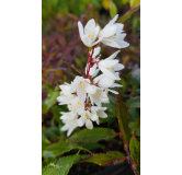 Deutzia gracilis 'Nikko' / Deutzie compacte Ã  fleurs blanches