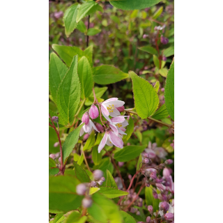 Deutzia x rosea PWÂ® YUKI CHERRY BLOSSOMÂ® 'NCDX2'