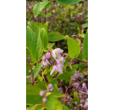 Deutzia x rosea PWÂ® YUKI CHERRY BLOSSOMÂ® 'NCDX2'