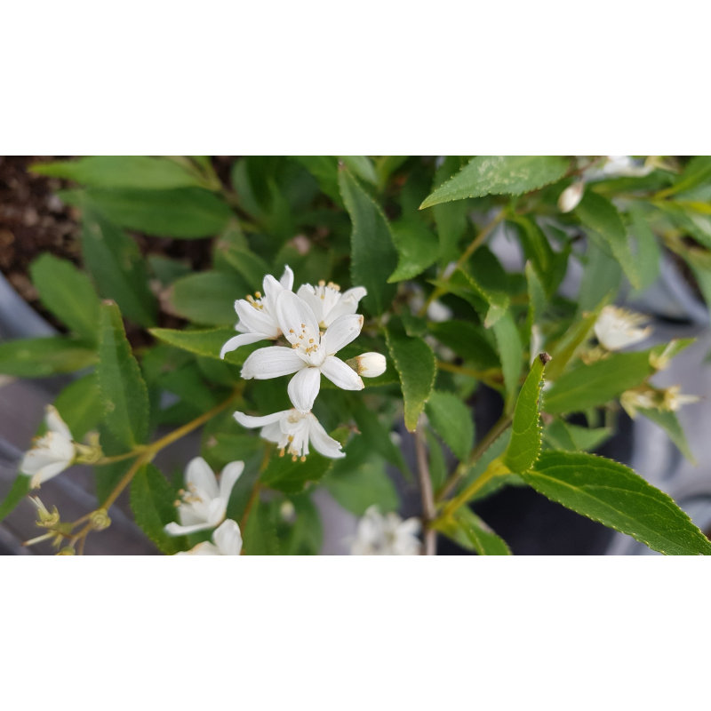 Deutzia x rosea PWÂ® YUKI SNOWFLAKEÂ® 'NCDX1'