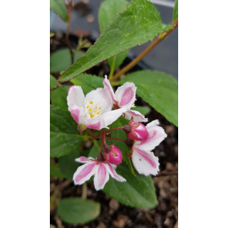 Deutzia x rosea 'Carminea' / Deutzie Ã  fleurs roses