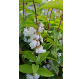 Deutzia scabra 'Pride of Rochester' / Deutzie Ã  fleurs blanc-rosÃ©