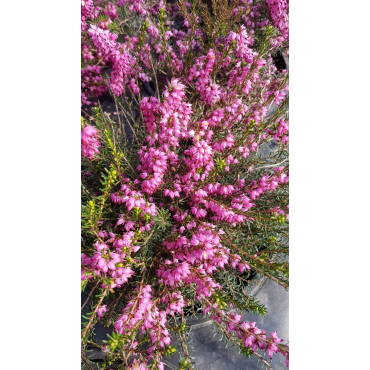 Erica X darleyensis 'Ghost Hills' / BruyÃ¨re d'hiver rose