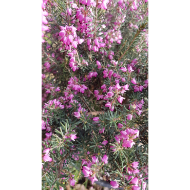 Erica X darleyensis 'George Rendall' / BruyÃ¨re d'hiver rose