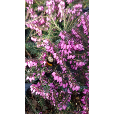 Erica X darleyensis 'Kramer's Rot' / BruyÃ¨re d'hiver rose