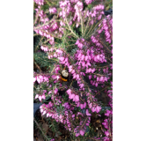 Erica X darleyensis 'Kramer's Rot' / BruyÃ¨re d'hiver rose