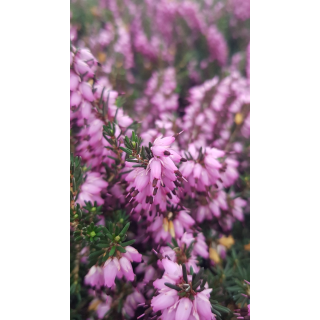 Erica X darleyensis 'J.W.Porter' / BruyÃ¨re d'hiver rose