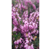 Erica X darleyensis 'J.W.Porter' / BruyÃ¨re d'hiver rose