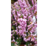 Erica X darleyensis 'Rose' / BruyÃ¨re d'hiver rose