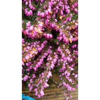 Erica X darleyensis 'Rouge' / BruyÃ¨re d'hiver rouge rosÃ©e