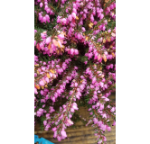 Erica X darleyensis 'Rouge' / BruyÃ¨re d'hiver rouge rosÃ©e